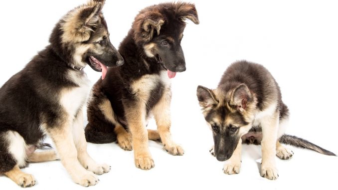 dogs-1304460_1280
