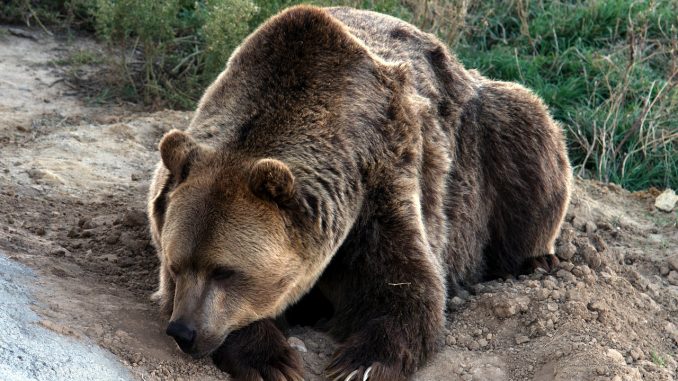 grizzly-bear-1777809_1280