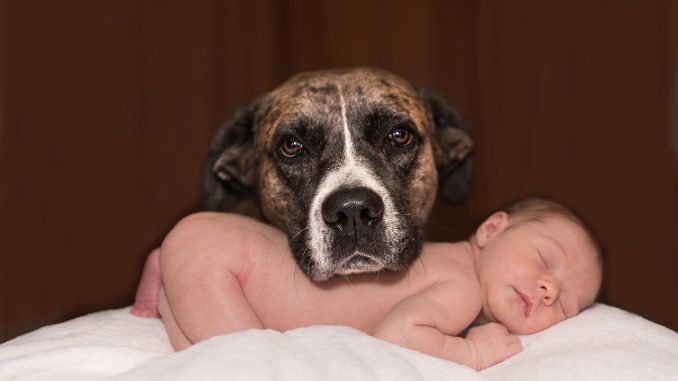 dog-1718242_1280